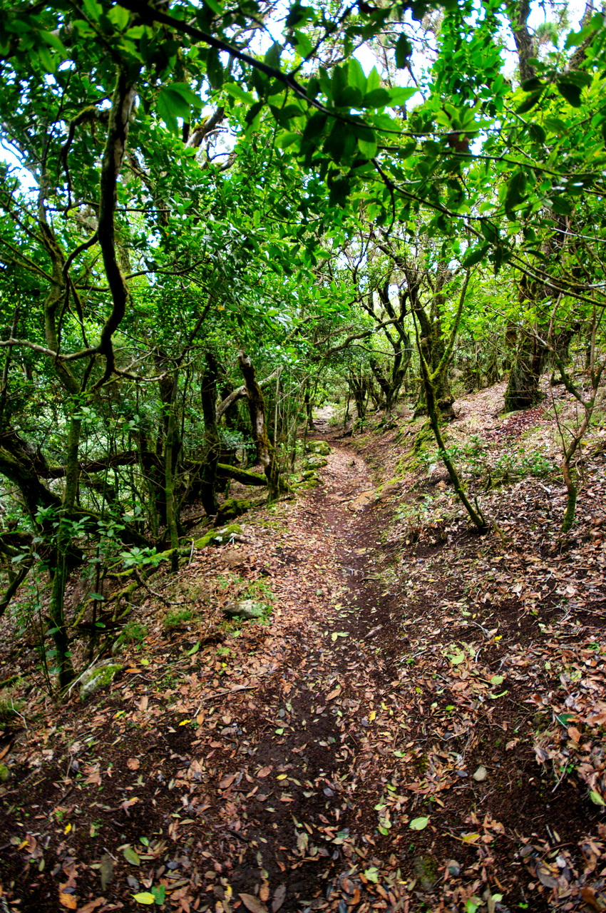 Garajonay National Park