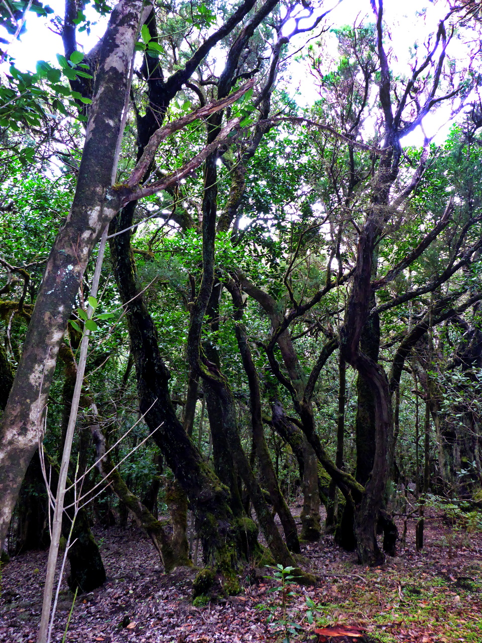 Garajonay National Park