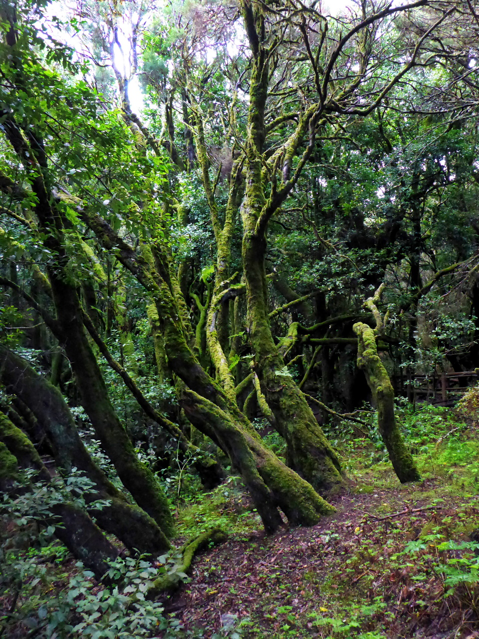 Garajonay National Park