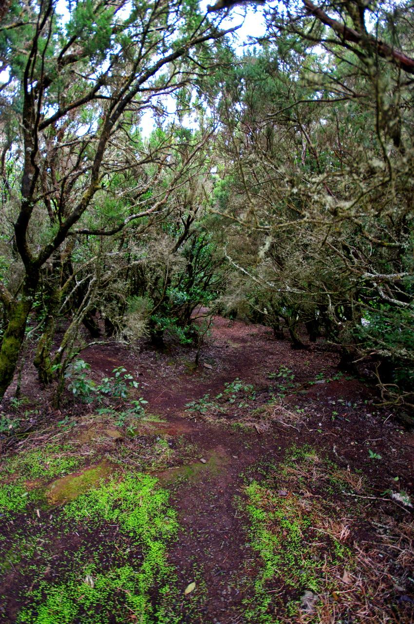 Garajonay National Park