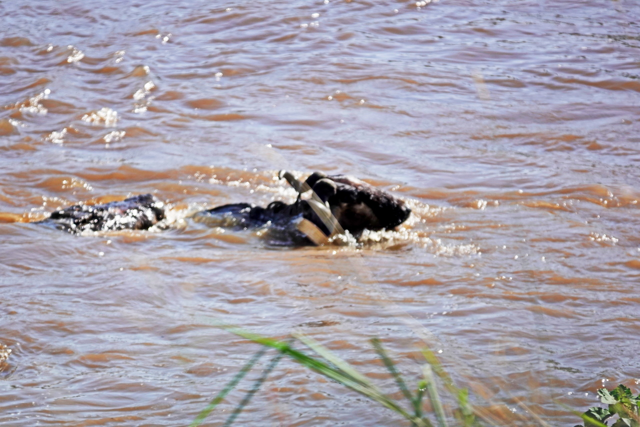 Krokodil schnappt ein Gnu beim Überqueren des Mara FLusses