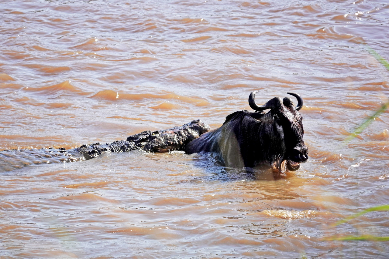 Krokodil schnappt ein Gnu beim Überqueren des Mara FLusses