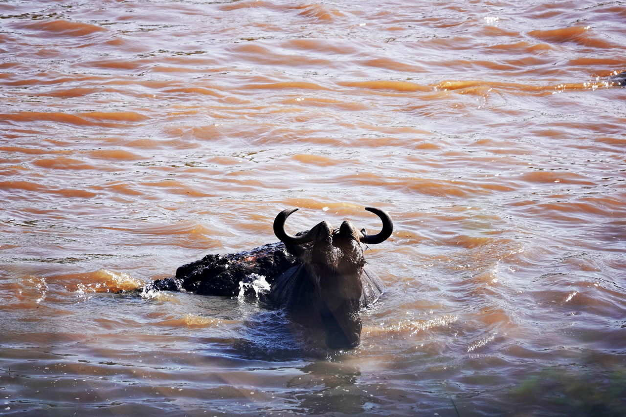 Krokodil schnappt ein Gnu beim Überqueren des Mara FLusses