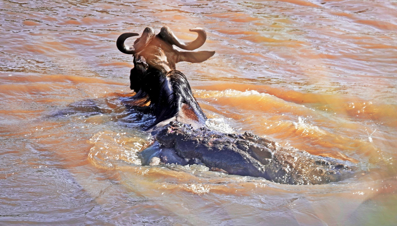 Krokodil schnappt ein Gnu beim Überqueren des Mara FLusses