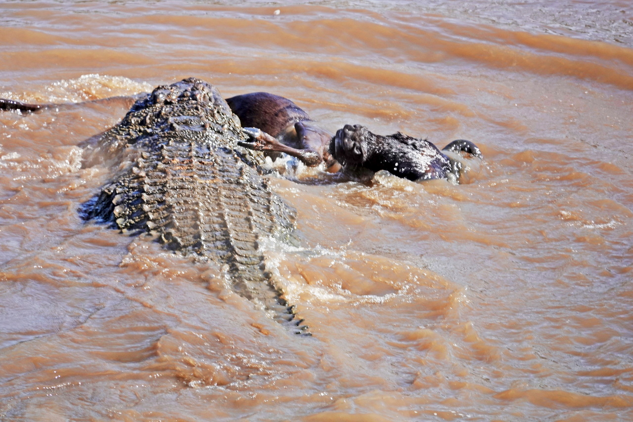 Krokodil schnappt ein Gnu beim Überqueren des Mara FLusses