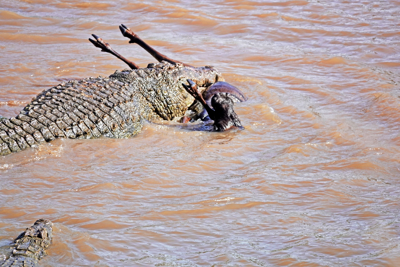 Krokodil schnappt ein Gnu beim Überqueren des Mara FLusses