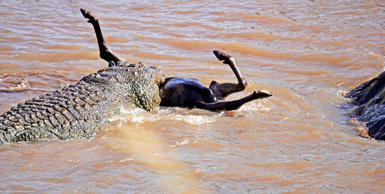 Krokodil schnappt ein Gnu beim Überqueren des Mara FLusses