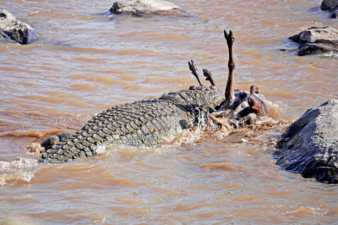 Krokodil schnappt ein Gnu beim Überqueren des Mara FLusses