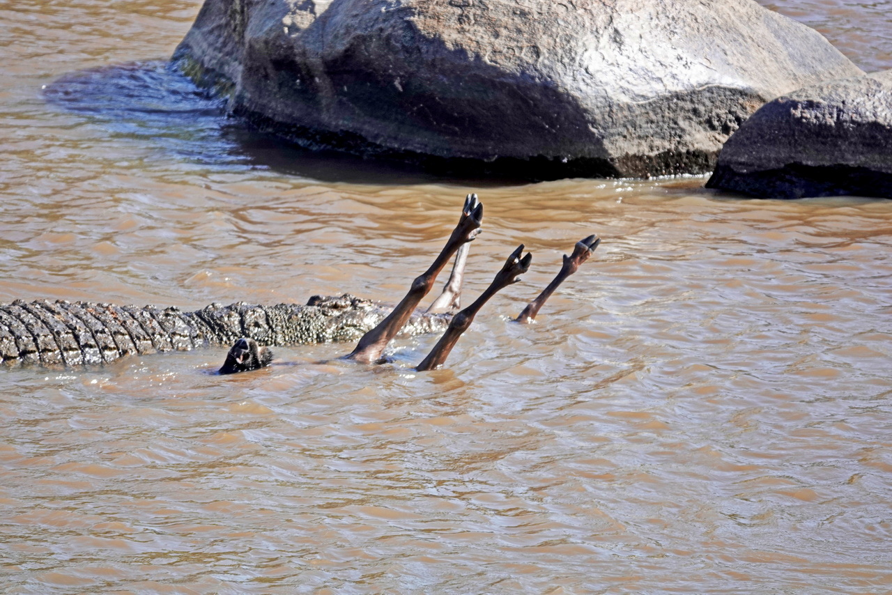 Krokodil schnappt ein Gnu beim Überqueren des Mara FLusses