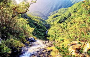 Black River Gorges Nationalpark