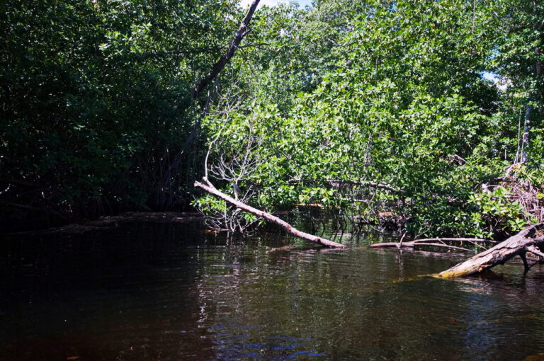 Black River