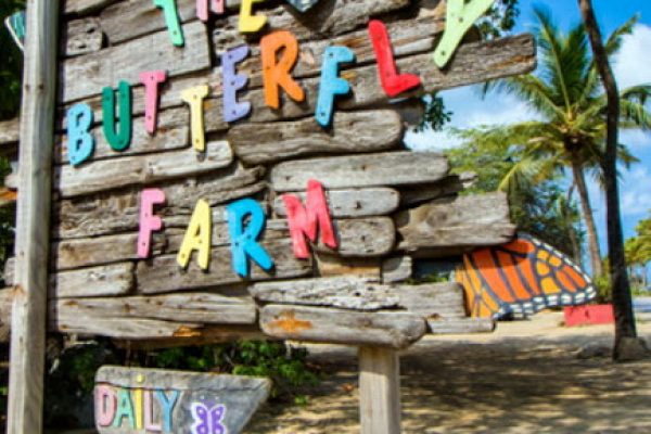 Schmetterlingsfarm auf Aruba